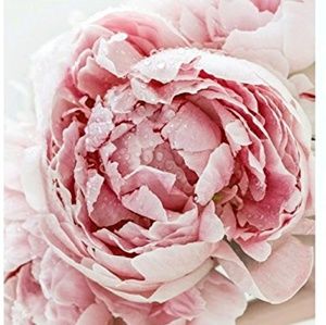 Meet your Posher, Shawnese